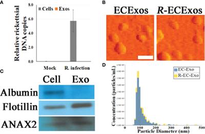 Exosomally Targeting microRNA23a Ameliorates Microvascular Endothelial Barrier Dysfunction Following Rickettsial Infection